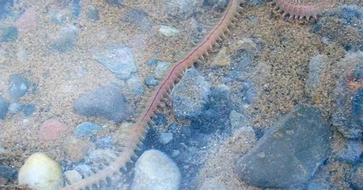 Αρχαίο θαλάσσιο σκουλήκι έχει σαγόνια από «βιο-μέταλλο» — κάτι που οι επιστήμονες δεν έχουν ξαναδεί