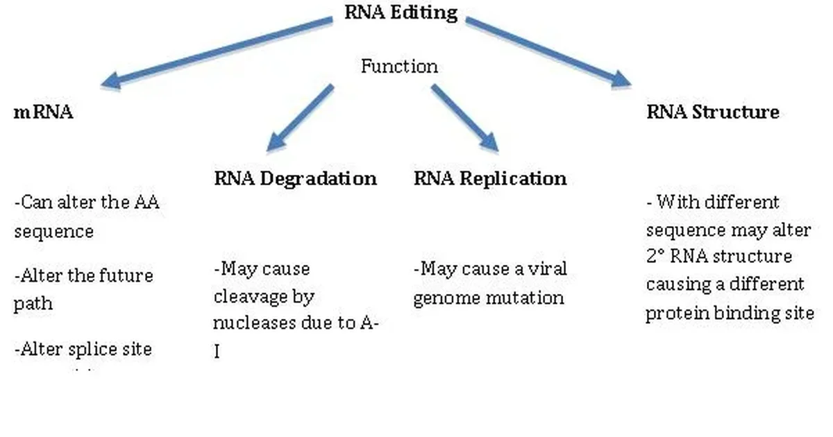 Μία μικρή χημική διαφορά κάνει το RNA να σχηματίζει προστατευτικές σταγόνες